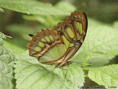Malachite (Siproeta stelenes) - Adult
