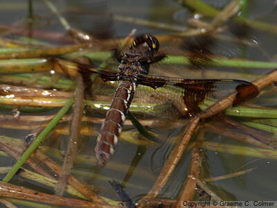Common Whitetail (Plathemis lydia) - Adult female
