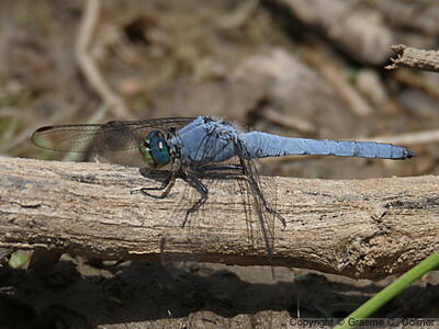 Western Pondhawk (Erythemis collocata) - Adult male