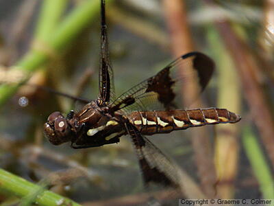 Common Whitetail (Plathemis lydia) - Adult female