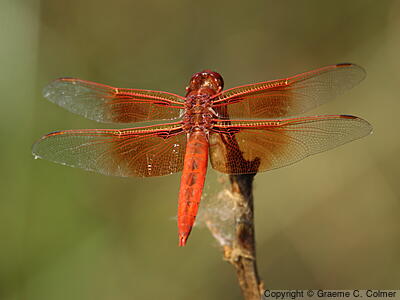 Flame Skimmer (Libellula saturata) - Adult male
