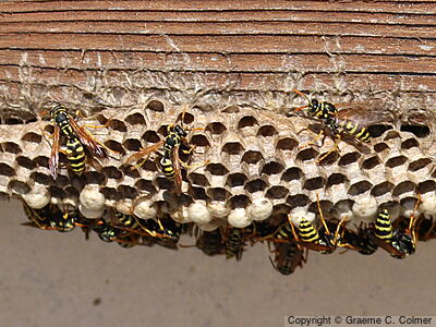 European Paper Wasp (Polistes dominula) - Nest