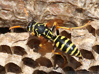 European Paper Wasp (Polistes dominula) - Adult