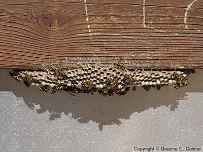 European Paper Wasp (Polistes dominula) - Nest
