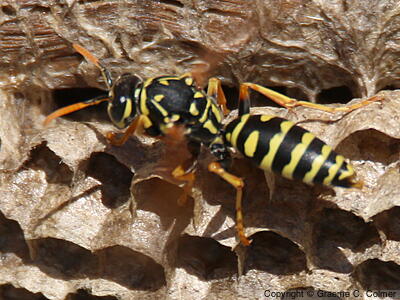European Paper Wasp (Polistes dominula) - Adult