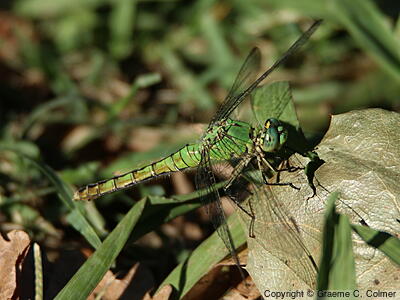 Western Pondhawk (Erythemis collocata) - Adult female