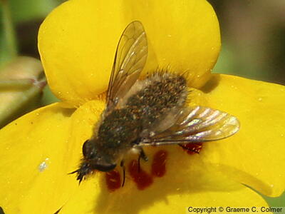 Conophorus fallax - Adult