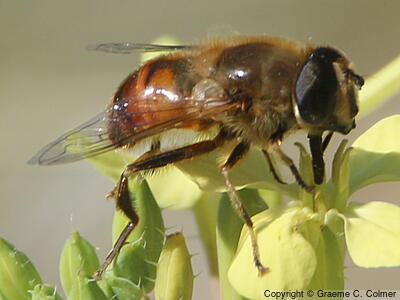 Drone Fly (Eristalis tenax) - Adult