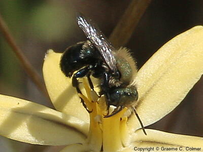 Blue Orchard Bee (Osmia lignaria) - Adult