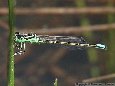 Western Forktail