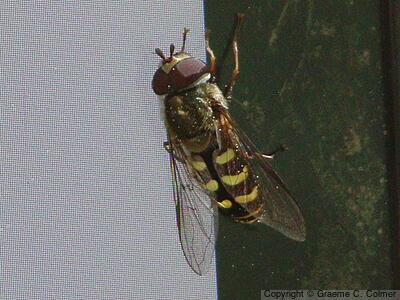 Eupeodes volucris - Adult