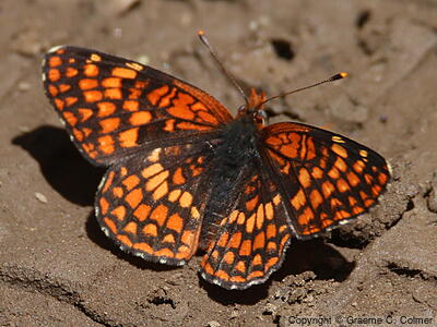 Northern Checkerspot (Chlosyne palla) - Adult