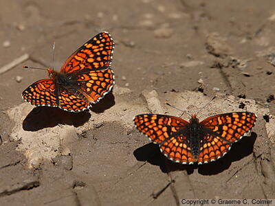 Northern Checkerspot (Chlosyne palla) - Adult