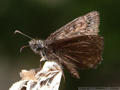 Propertius Duskywing (Erynnis propertius) - Adult