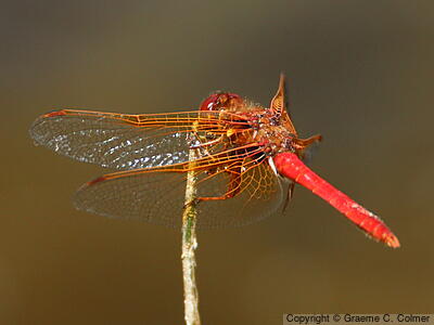 Cardinal Meadowhawk (Sympetrum illotum) - Adult