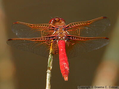 Cardinal Meadowhawk