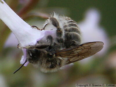 Anthophora urbana - Adult