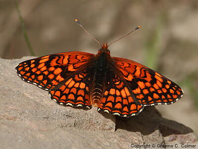 Northern Checkerspot (Chlosyne palla) - Adult