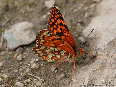Northern Checkerspot (Chlosyne palla) - Adult