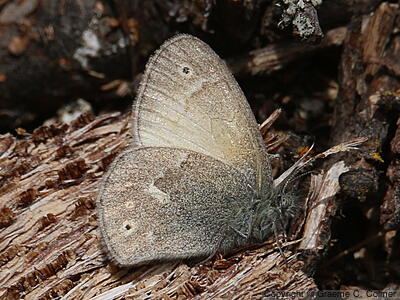 Common Ringlet (Coenonympha tullia) - Adult