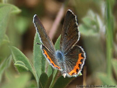 Acmon Blue (Icaricia acmon) - Adult