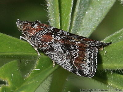 Tricolored Acrobasis Moth (Acrobasis tricolorella) - Adult