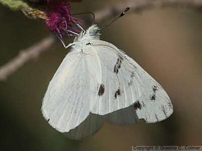 Checkered White (Pontia protodice) - Adult
