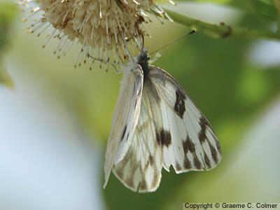 Checkered White (Pontia protodice) - Adult