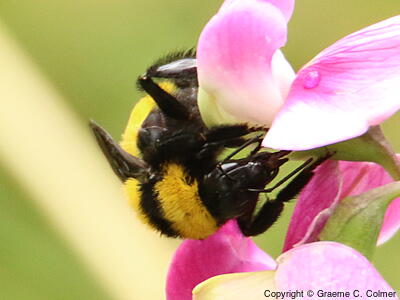 Sonoran Bumble Bee (Bombus sonorus) - Adult