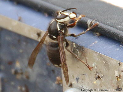 Baldfaced Hornet (Dolichovespula maculata) - Adult