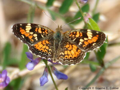 Phaon Crescent (Phyciodes phaon) - Adult