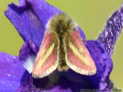 Schinia pulchripennis