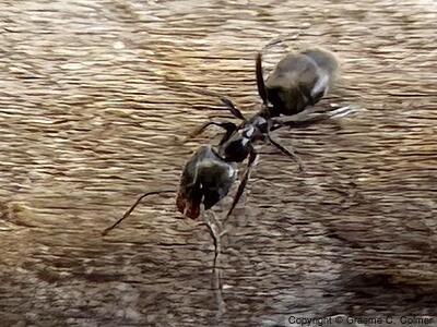 Pine Tree Ant (Liometopum luctuosum) - Adult