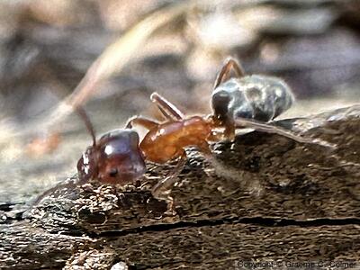 Velvety Tree Ant (Liometopum occidentale) - Adult