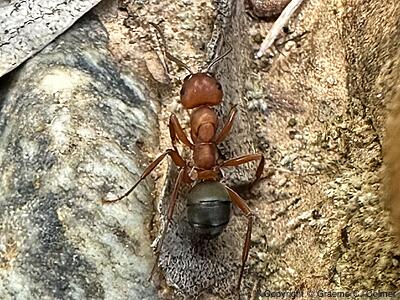 Formica moki - Adult