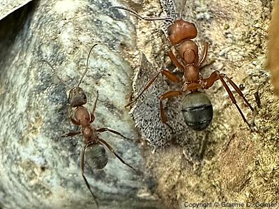 Formica moki - Liometopum occidentale (L) Formica moki (R)