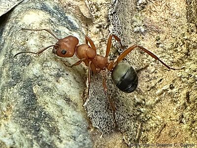 Formica moki - Adult