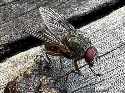 House Fly (Musca domestica) - Adult