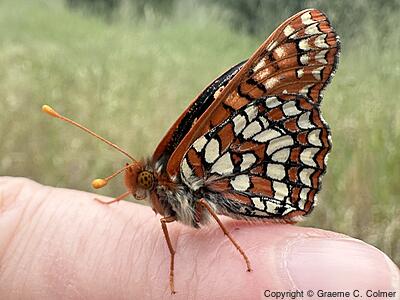 Variable Checkerspot (Euphydryas chalcedona) - Adult
