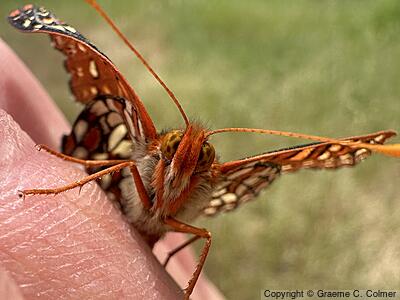 Variable Checkerspot (Euphydryas chalcedona) - Adult