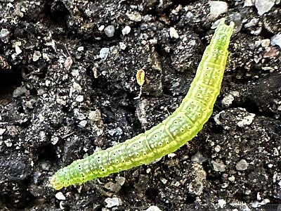 Fruit-tree Leafroller (Archips argyrospilus) - Caterpillar
