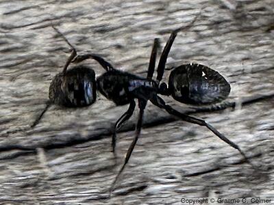 Hairy Smooth Carpenter Ant (Camponotus laevigatus) - Adult