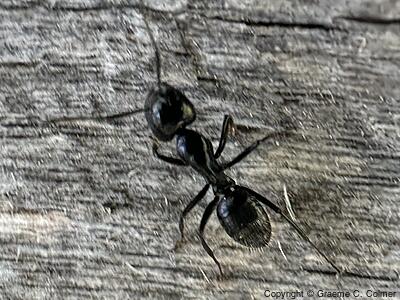 Hairy Smooth Carpenter Ant (Camponotus laevigatus) - Adult
