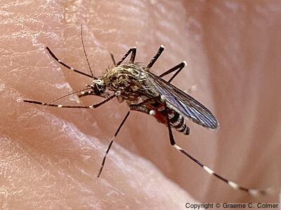 Western Treehole Mosquito (Aedes sierrensis) - Adult