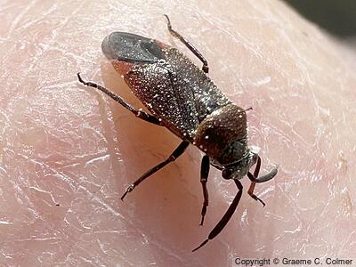 Small Milkweed Bug (Lygaeus kalmii) - Adult