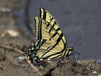 Two-tailed Swallowtail (Papilio multicaudata) - Adult