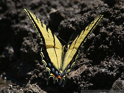 Two-tailed Swallowtail (Papilio multicaudata) - Adult