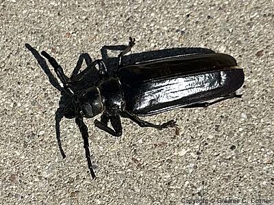 Palo Verde Root Borer (Derobrachus hovorei) - Adult