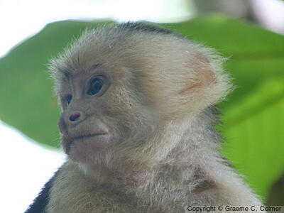 Panamanian White-faced Capuchin (Cebus imitator) - Adult