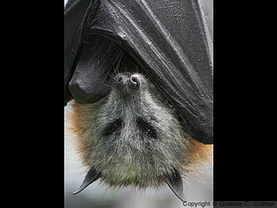 Gray-headed Flying Fox (Pteropus poliocephalus) - Adult